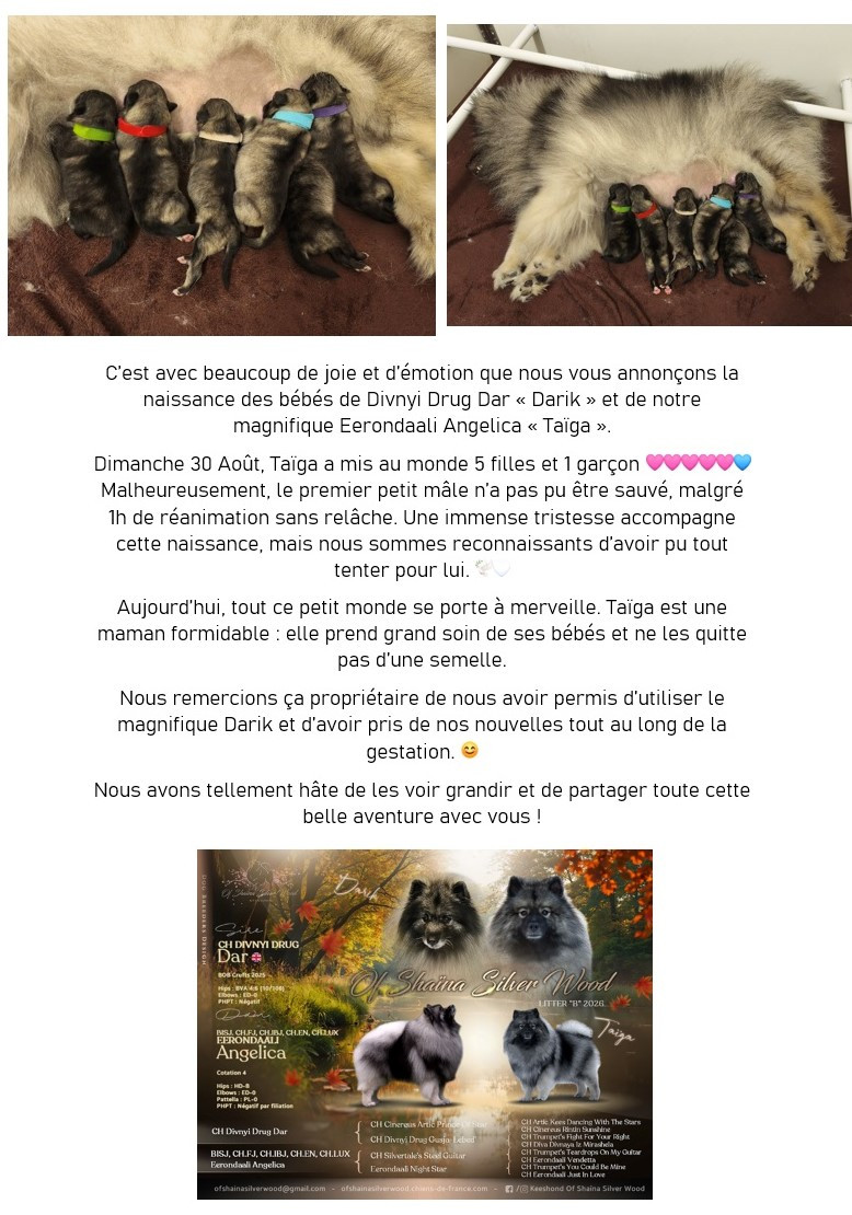 Of Shaïna Silver Wood - Naissance des Chiots