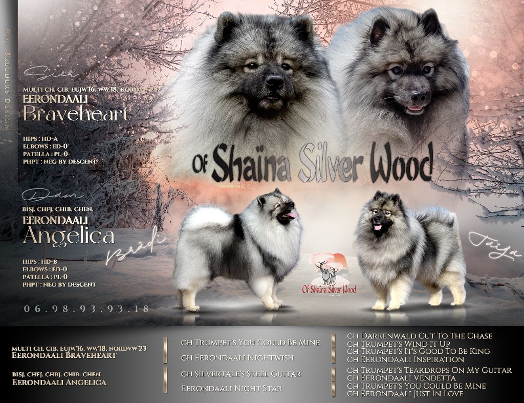 Of Shaïna Silver Wood - Spitz allemand - Portée née le 31/10/2024